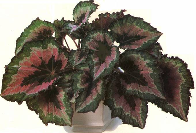 Kongebegonie - Begonia rex hybrider