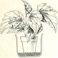 Kongebegonie - Begonia rex hybrider