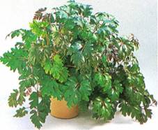 Kongevin - Cissus rhombifolia