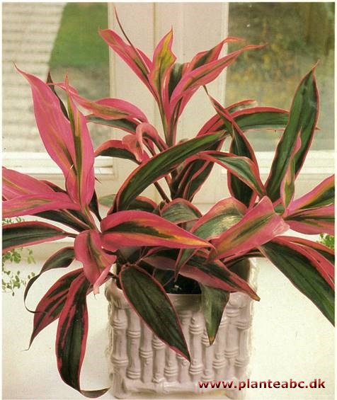 Køllelilje - Cordyline fruticosa