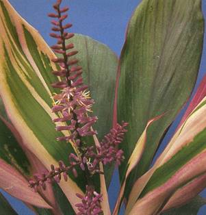 Køllelilje - Cordyline fruticosa