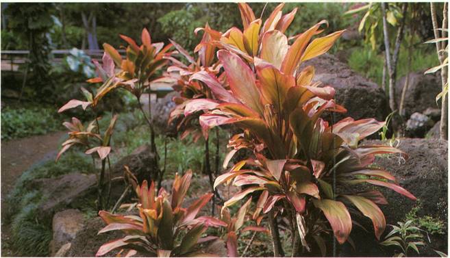 Køllelilje - Cordyline fruticosa