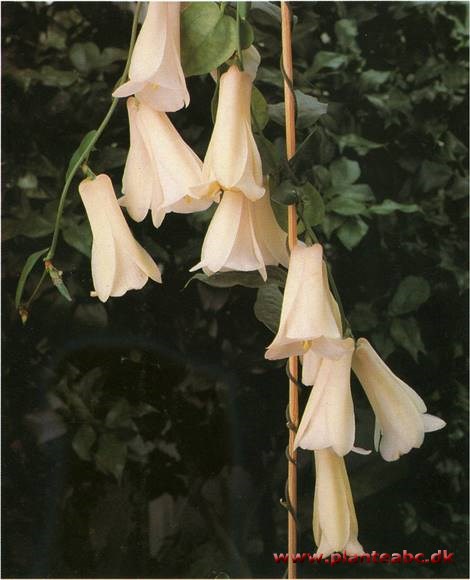 Lapageria - Lapageria rosea