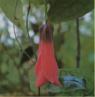 Lapageria - Lapageria rosea