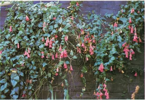 Lapageria - Lapageria rosea