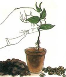 Lapageria - Lapageria rosea