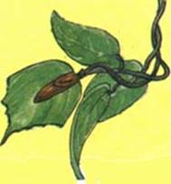 Lapageria - Lapageria rosea