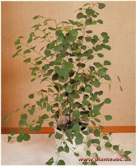 Mistelfigen - Ficus deltoidea