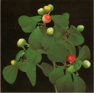 Mistelfigen - Ficus deltoidea
