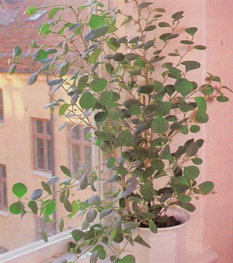 Mistelfigen - Ficus deltoidea