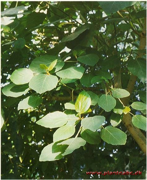 Morbærfigen - Ficus sycomorus