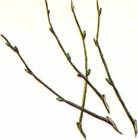 Morbærfigen - Ficus sycomorus