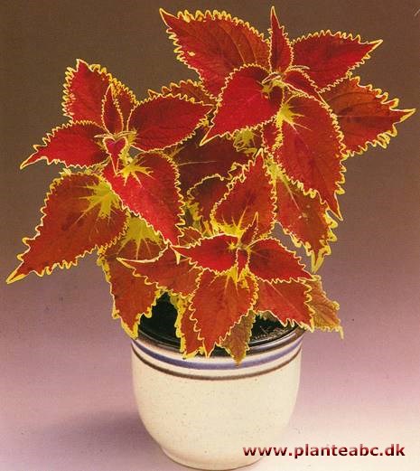 Paletblad - Coleus blumei-hybrider