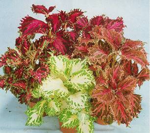 Paletblad - Coleus blumei-hybrider