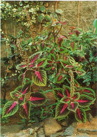 Paletblad - Coleus blumei-hybrider