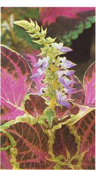 Paletblad - Coleus blumei-hybrider