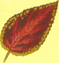 Paletblad - Coleus blumei-hybrider
