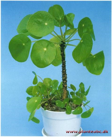 Parasolpllea - Pilea peperomioides