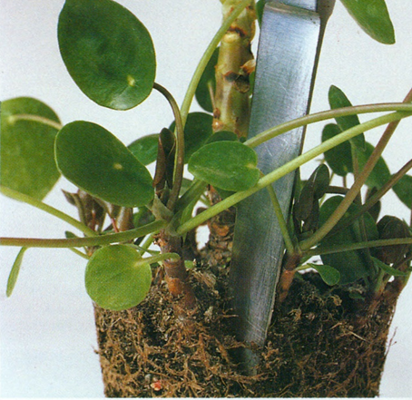 Parasolpllea - Pilea peperomioides