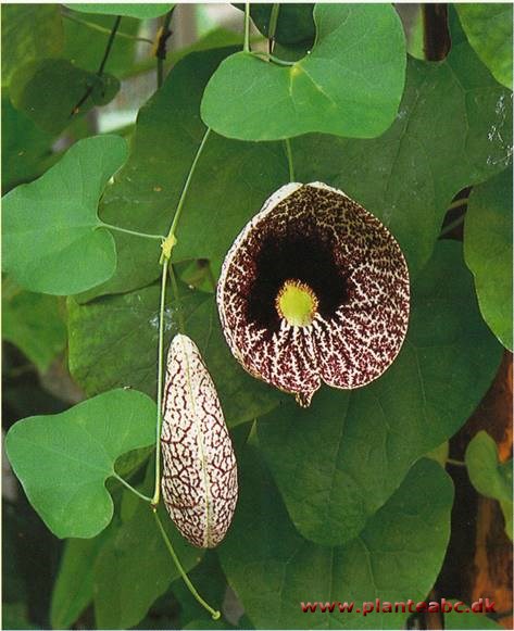 Piberanke - Aristolochia elegans