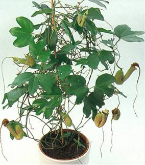 Piberanke - Aristolochia elegans