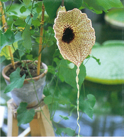 Piberanke - Aristolochia elegans