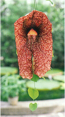 Piberanke - Aristolochia elegans