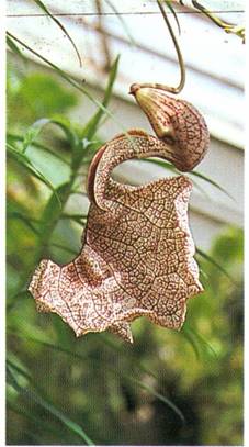 Piberanke - Aristolochia elegans