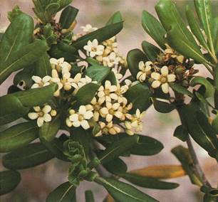 Pittosporum - Klæbefrø - Pittosporum tobira