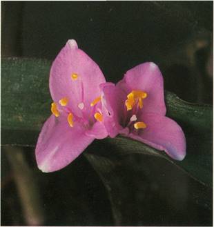 Purpurblad - Setcreasea pallida (purpurea)