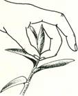 Purpurblad - Setcreasea pallida (purpurea)