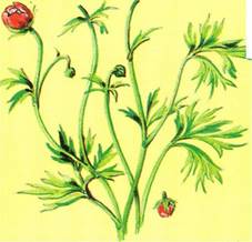 Ranunkel - Ranunculus