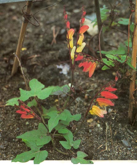 Spansk Flag - Quamoclit lobata