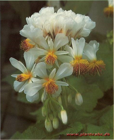 Stuelind - Sparmannia Africana