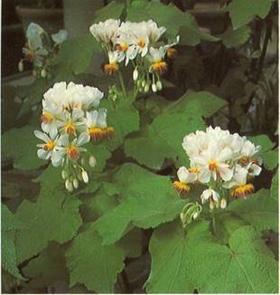 Stuelind - Sparmannia Africana