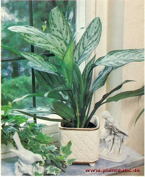 Sømandstrøst - Aglaonema