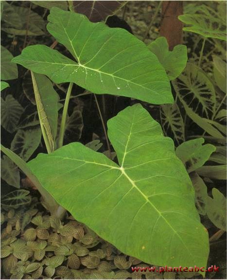 Taro - Colocasia esculenta var. antiquorum