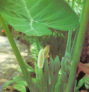 Taro - Colocasia esculenta var. antiquorum