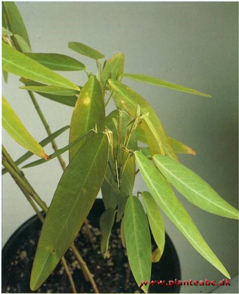 Telegrafplante - Desmodium gyrans