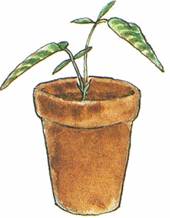 Telegrafplante - Desmodium gyrans