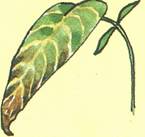 Telegrafplante - Desmodium gyrans