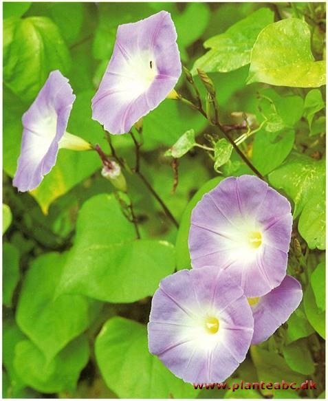 Tragtsnerle - Ipomoea