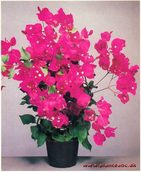 Trillingranke - Bougainvillea