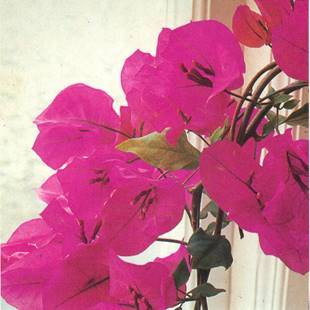 Trillingranke - Bougainvillea