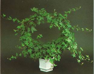 Vedbend - Hedera helix