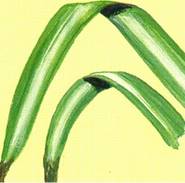 Væddeløber - Chlorophytum