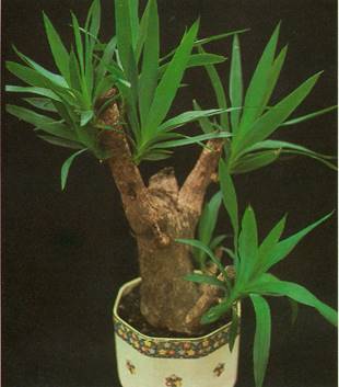 Yuccapalme Yucca elephantipes