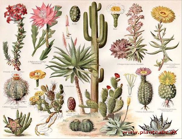 - Kaktusfamilien