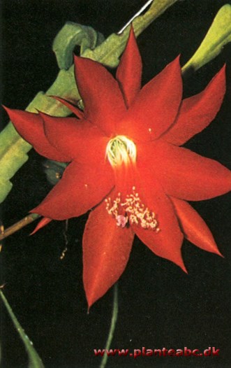 Bladkaktus - Phyllocactus hybridus