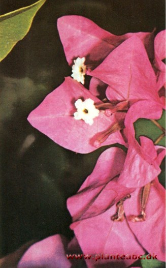 Bougainvillea - Bougainvillea glabra